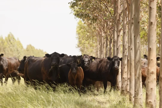 Las empresas ganaderas aumentaron un 86% su nivel de endeudamiento en 2024