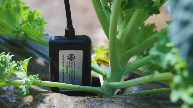 Con inteligencia artificial desarrollan un dispositivo para el riego de cultivos en invernaderos de Chubut