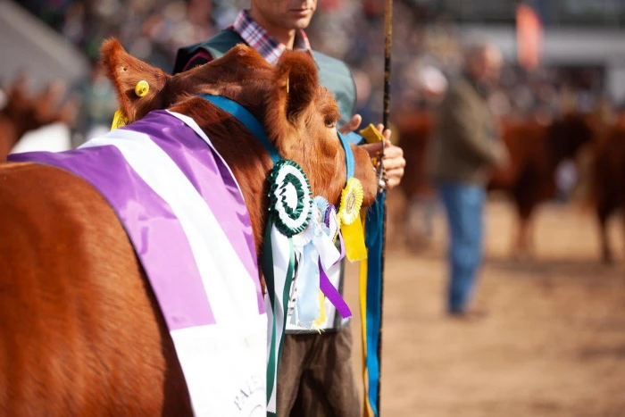 Limangus se lucirá en Cañuelas: llega la 8ª Expo de Otoño con genética, carne y futuro