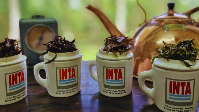 El té argentino obtuvo el sello de indicación geográfica