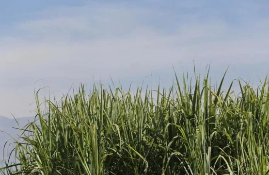 La molienda de caña de azúcar en Tucumán supera el 50 % de avance