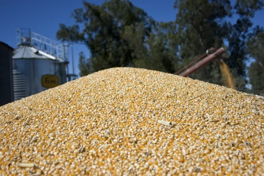 Enero récord para el agro: sube 82% la liquidación de divisas del complejo oleaginoso-cerealero