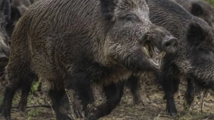 Río Negro avanza con una ley que permitiría vender carne de jabalí y guanaco