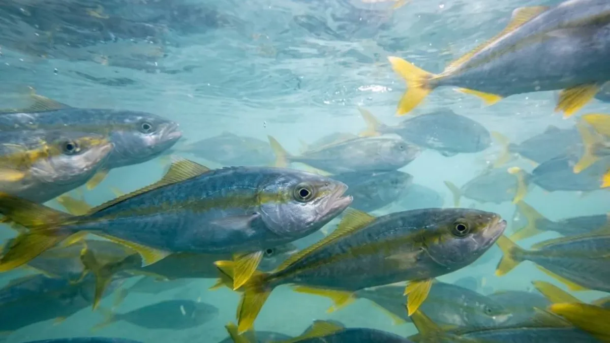 Cómo es el pez limón, una especie difícil de capturar que comenzó a producirse en Argentina